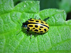 Chrysomela vigintipunctata