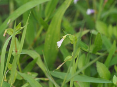 Torenia anagallis