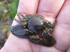 Petrolisthes manimaculis