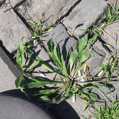 Plantago lanceolata