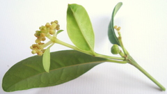 Eumachia chaenotricha