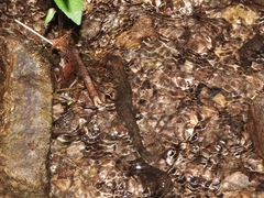 Desmognathus kanawha