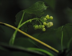 Menispermum canadense