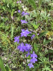 Lobelia gattingeri