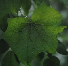 Menispermum canadense