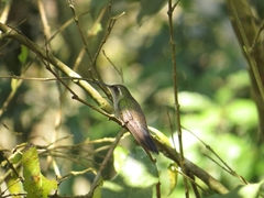 Lampornis amethystinus