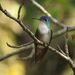 Azure-crowned Hummingbird - Photo (c) El Chivizcoyo, some rights reserved (CC BY-NC), uploaded by El Chivizcoyo
