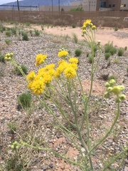 Hymenopappus flavescens