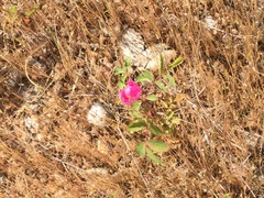 Rosa spithamea