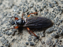 Bibio lanigerus