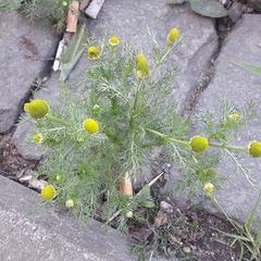 Matricaria discoidea