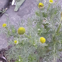 Matricaria discoidea