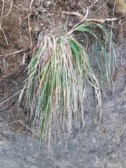 Trisetum arduanum