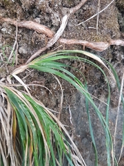 Trisetum arduanum
