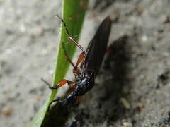 Bibio lanigerus