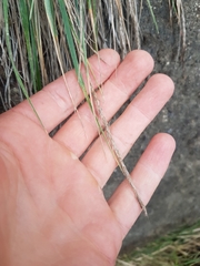 Trisetum arduanum