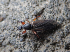 Bibio lanigerus