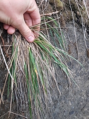 Trisetum arduanum