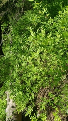 Vaccinium shastense ssp. nevadense