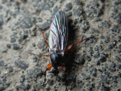 Bibio lanigerus