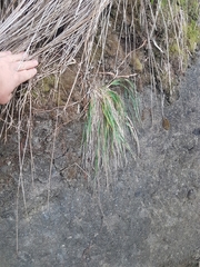 Trisetum arduanum