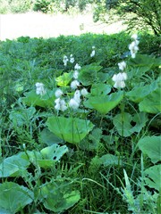Eriophorum latifolium
