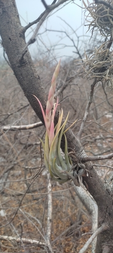 Tillandsia circinnatioides, photograph 3