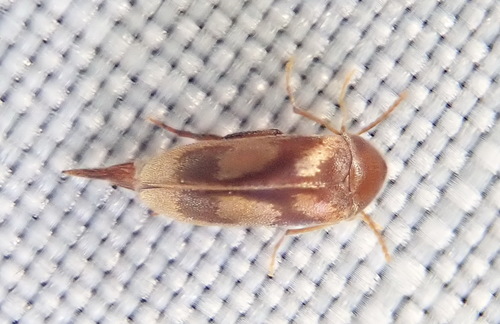Mordellistena liturata