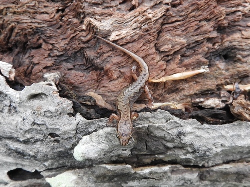 Northern Pygmy Salamander