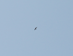 Panyptila cayennensis