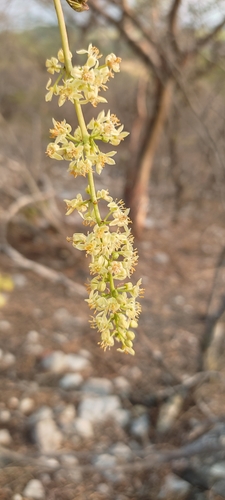 Bursera longipes (Rose) Standl.