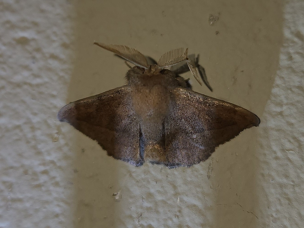 Cunicumara