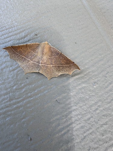 Elegant Thorn photo 2