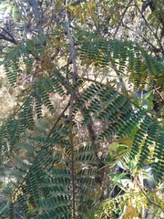 Mimosa benthamii
