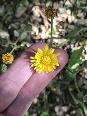 Crepis vesicaria taraxacifolia