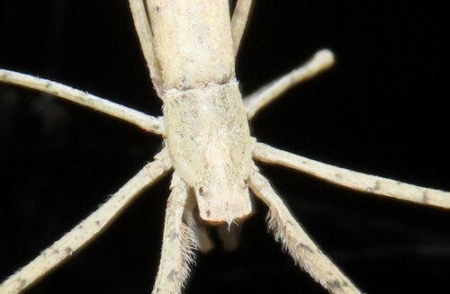Ogre-faced Spider photo 5