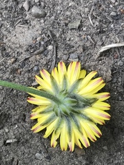 Crepis vesicaria taraxacifolia