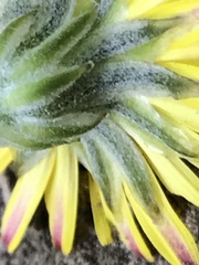 Crepis vesicaria taraxacifolia