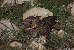 Antrostomus arizonae