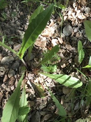 Crepis vesicaria taraxacifolia