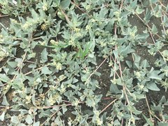 Atriplex maximowicziana