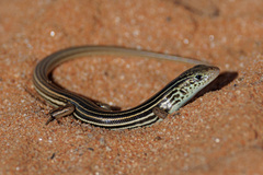 Southern Mallee Ctenotus photo 1