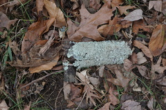 Flavoparmelia caperata