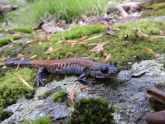 Plethodon yonahlossee