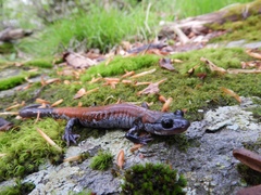 Plethodon yonahlossee