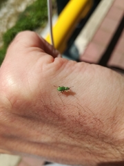 Pachyrhinus lethierryi