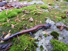 Plethodon yonahlossee