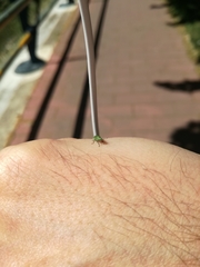 Pachyrhinus lethierryi