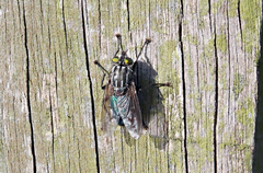 Sarconesia chlorogaster