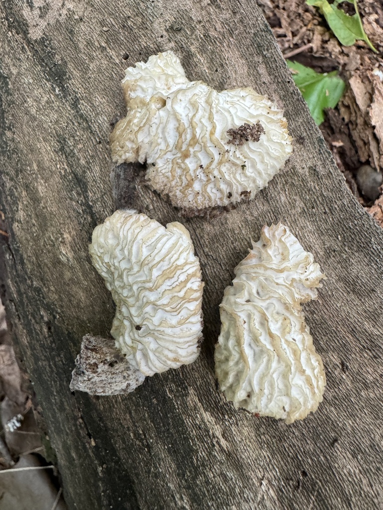 Hypomyces sp. 'tremellicola-IN02'